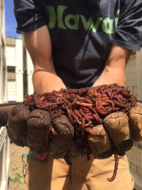 Colorado Worm Company Vermicompost