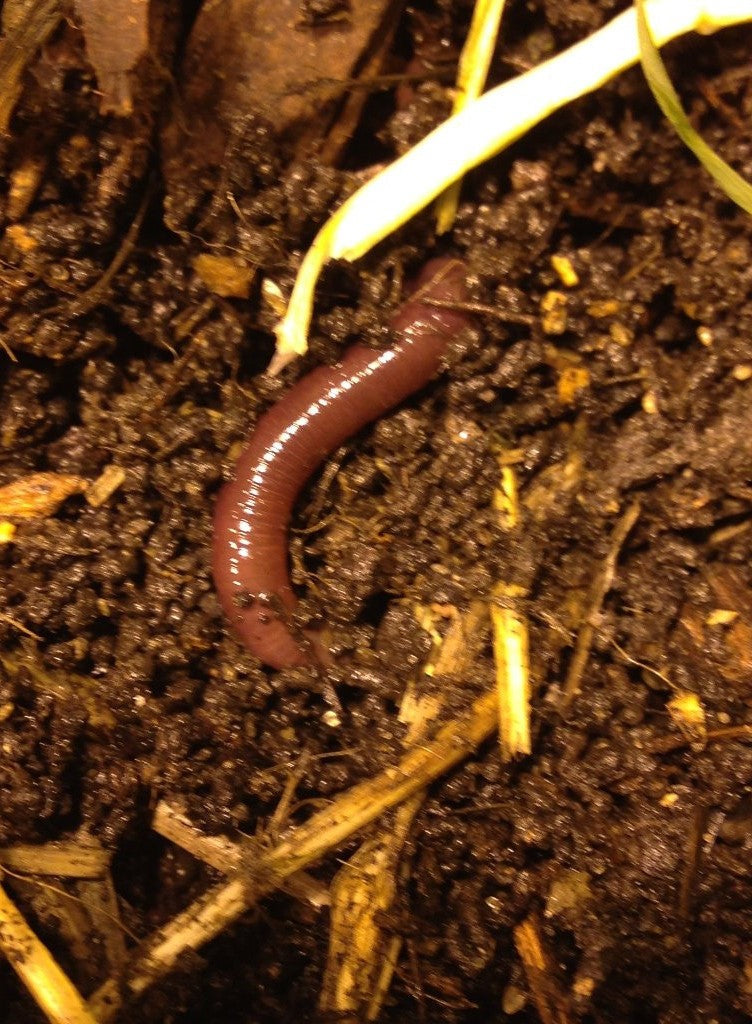 Barley Straw Mulch with Worm